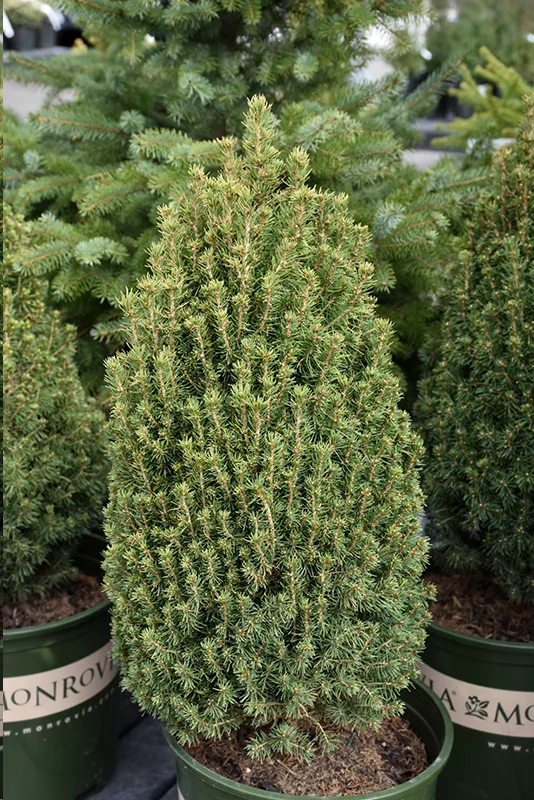 people planting small tree