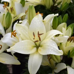 Asiatic Lily - Tiny Crystal - White