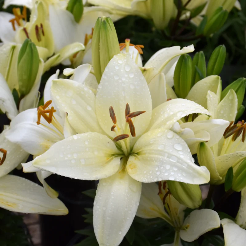 Asiatic Lily - Tiny Crystal - White