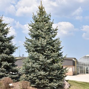 Baby Blue Spruce