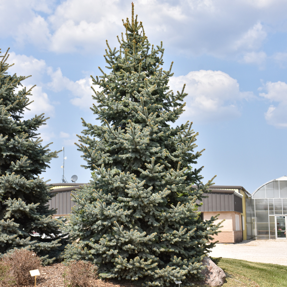 Baby Blue Spruce