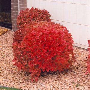 Bailey Compact American Cranberry