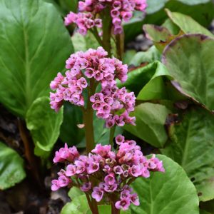 Bergenia
