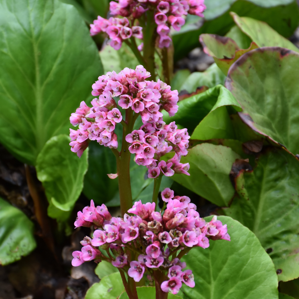 Bergenia
