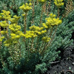 Blue Spruce Stonecrop