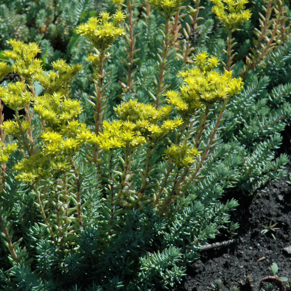 Blue Spruce Stonecrop
