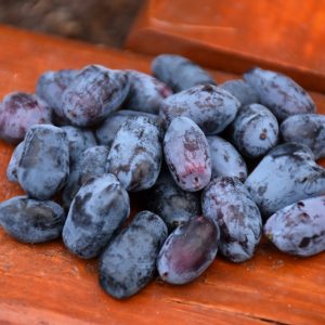 Boreal Blizzard Honeyberry