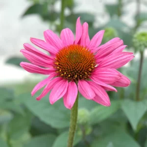 Coneflower - Magnus - Pink