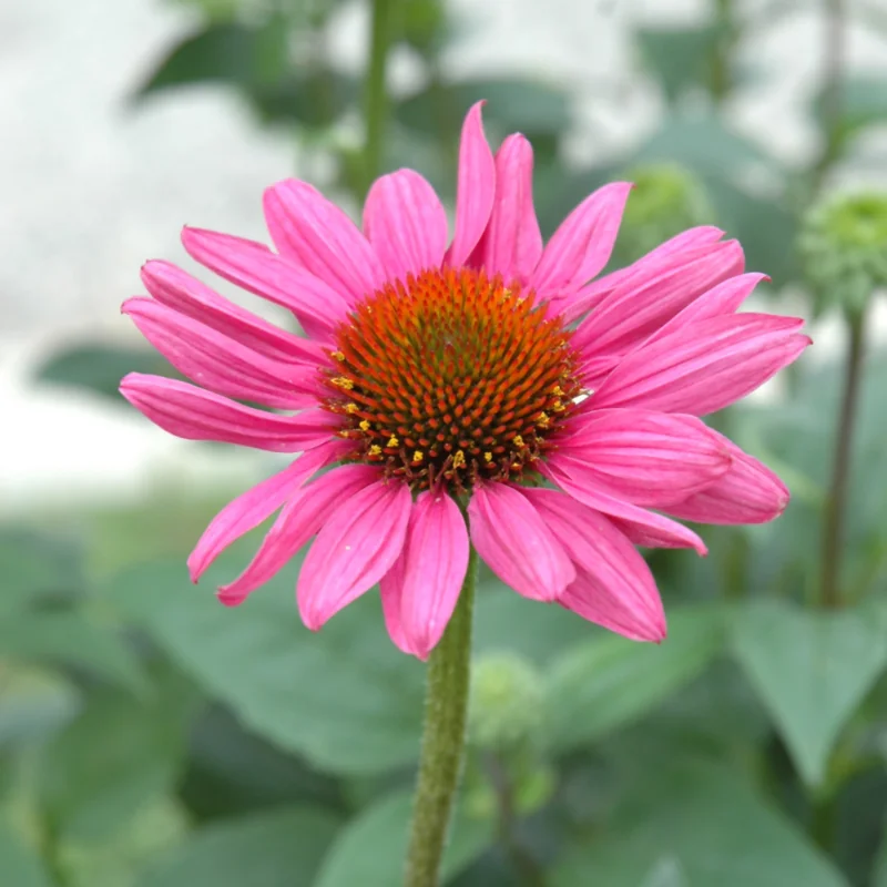 Coneflower - Magnus - Pink