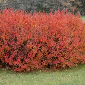 Cotoneaster