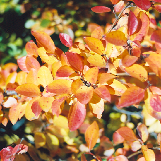 Cotoneaster - Image 2