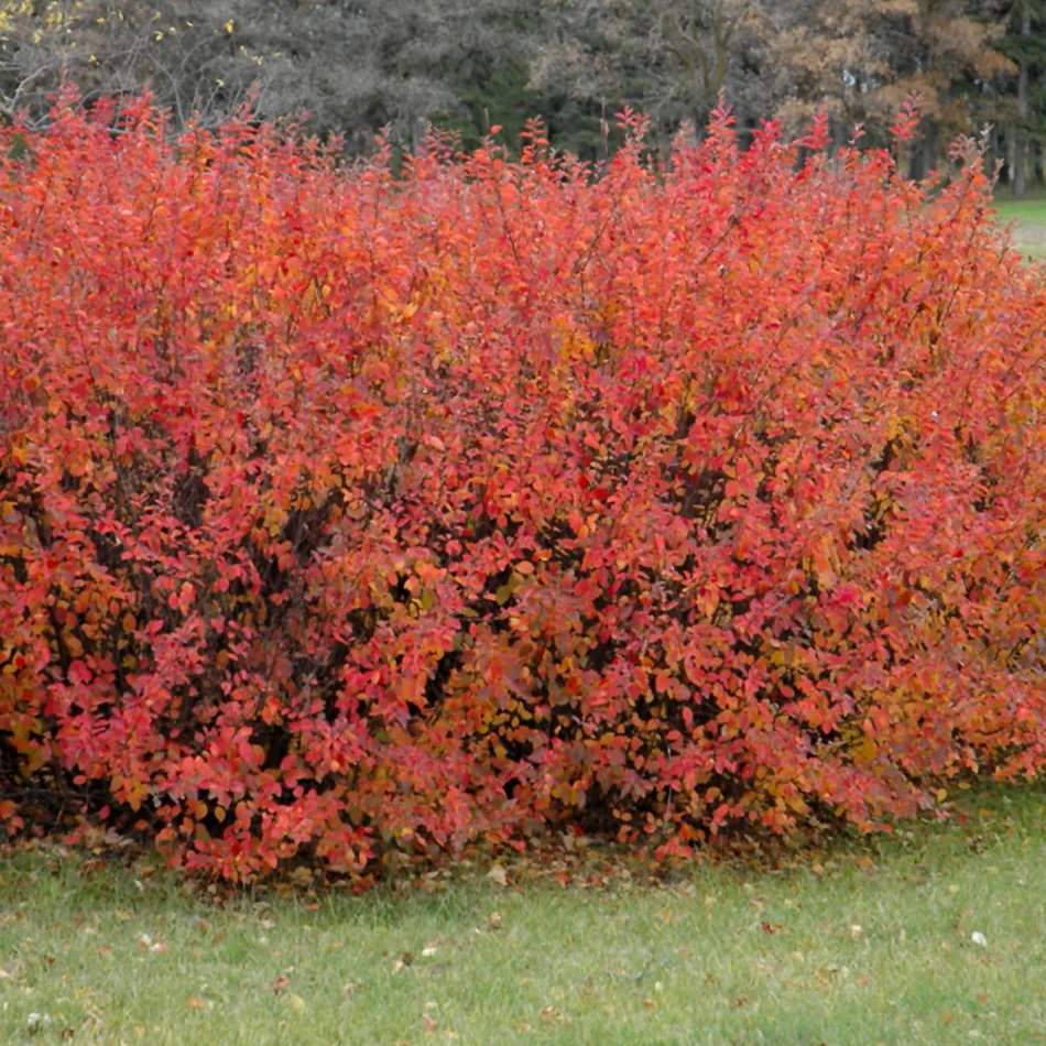 Cotoneaster