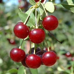 Cupid Cherry