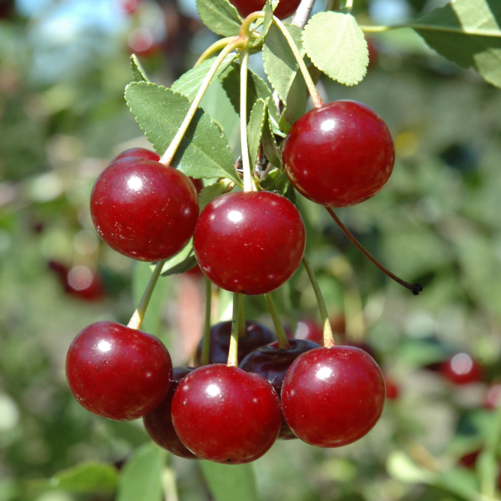 Cupid Cherry