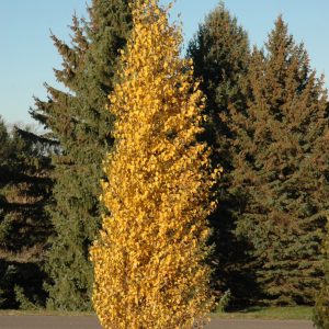 Dakota Pinnacle? Birch