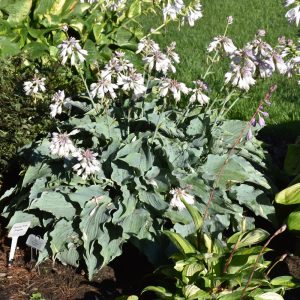 Dancing with Dragons Hosta