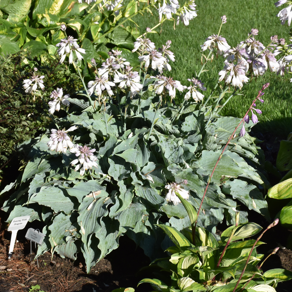 Dancing with Dragons Hosta