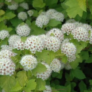 Dart's Gold Ninebark