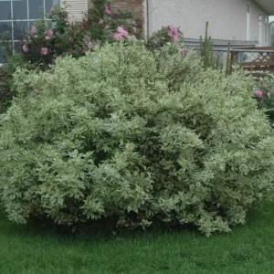 Dogwood - Ivory Halo