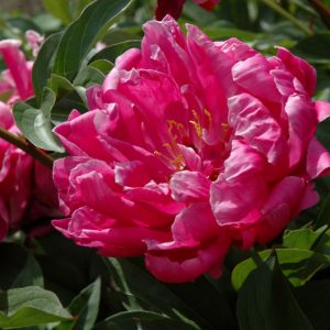 Double Peony