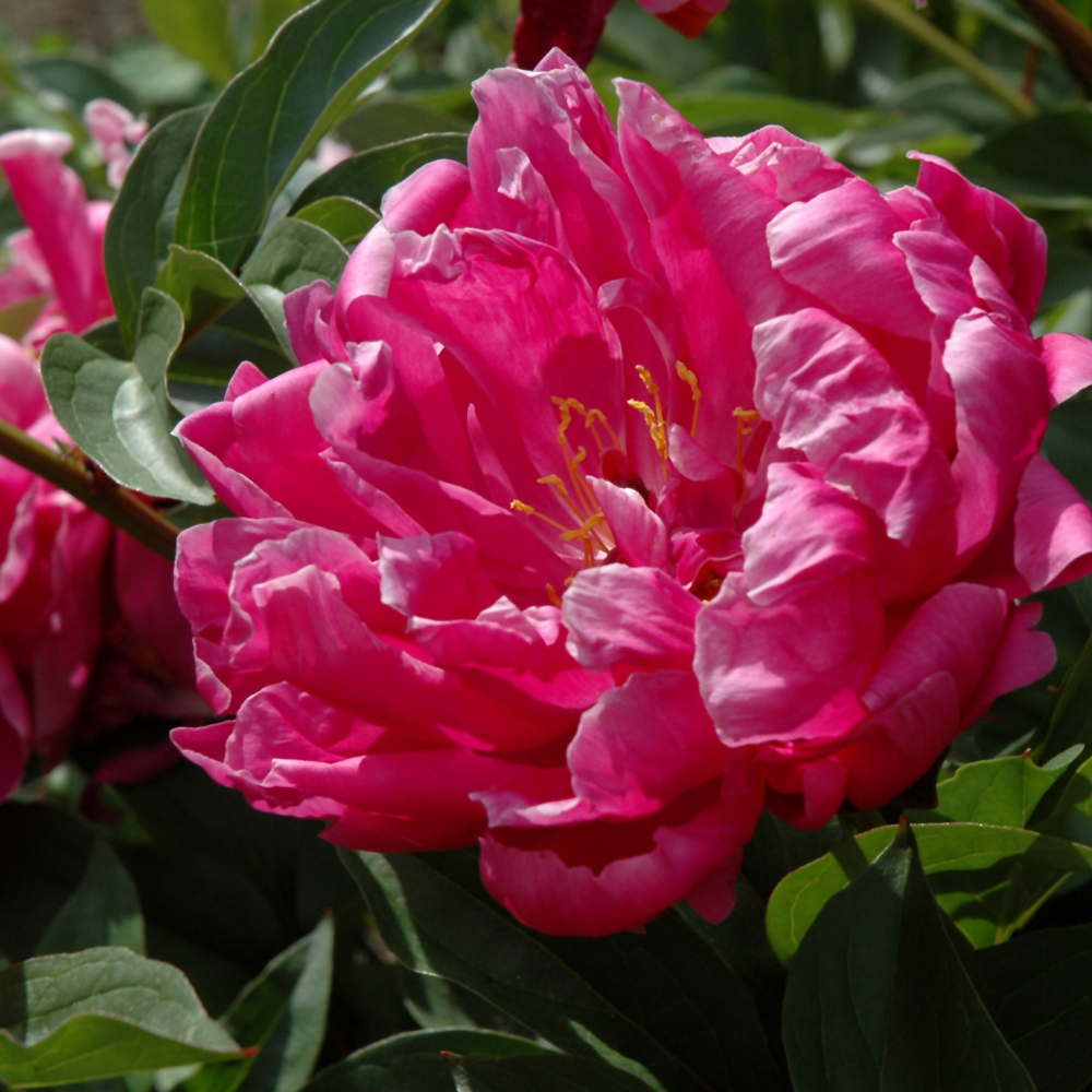 Double Peony