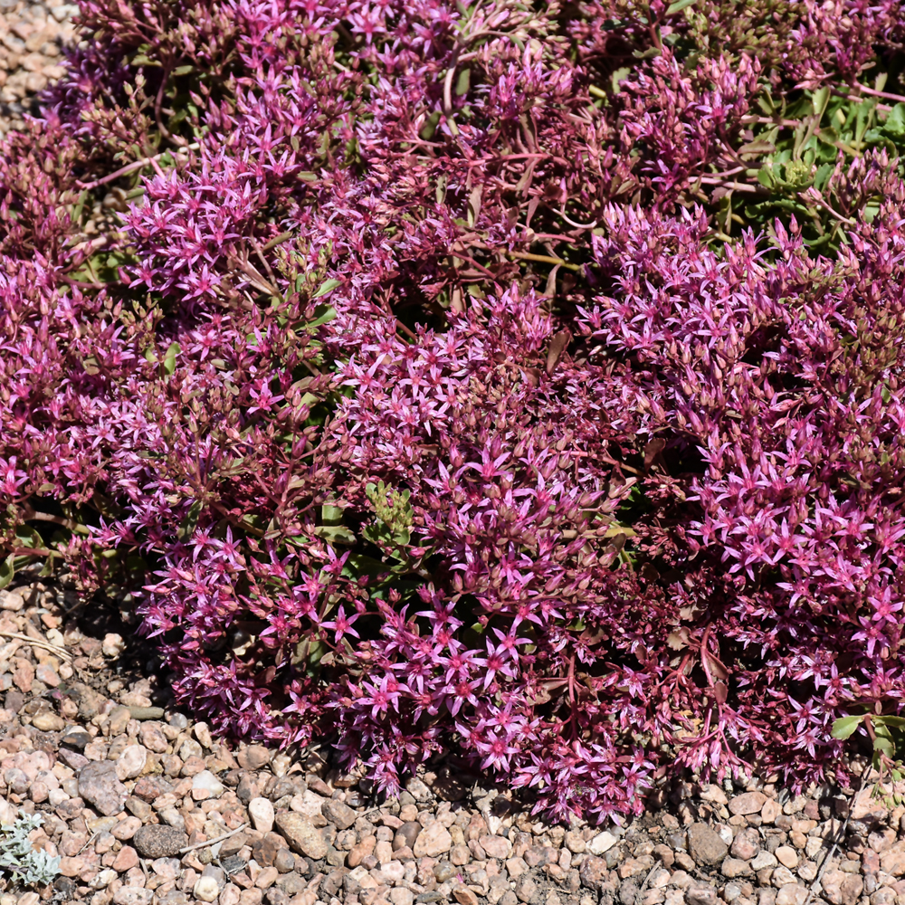 Dragon's Blood Stonecrop