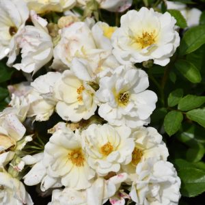 Drift? White Rose