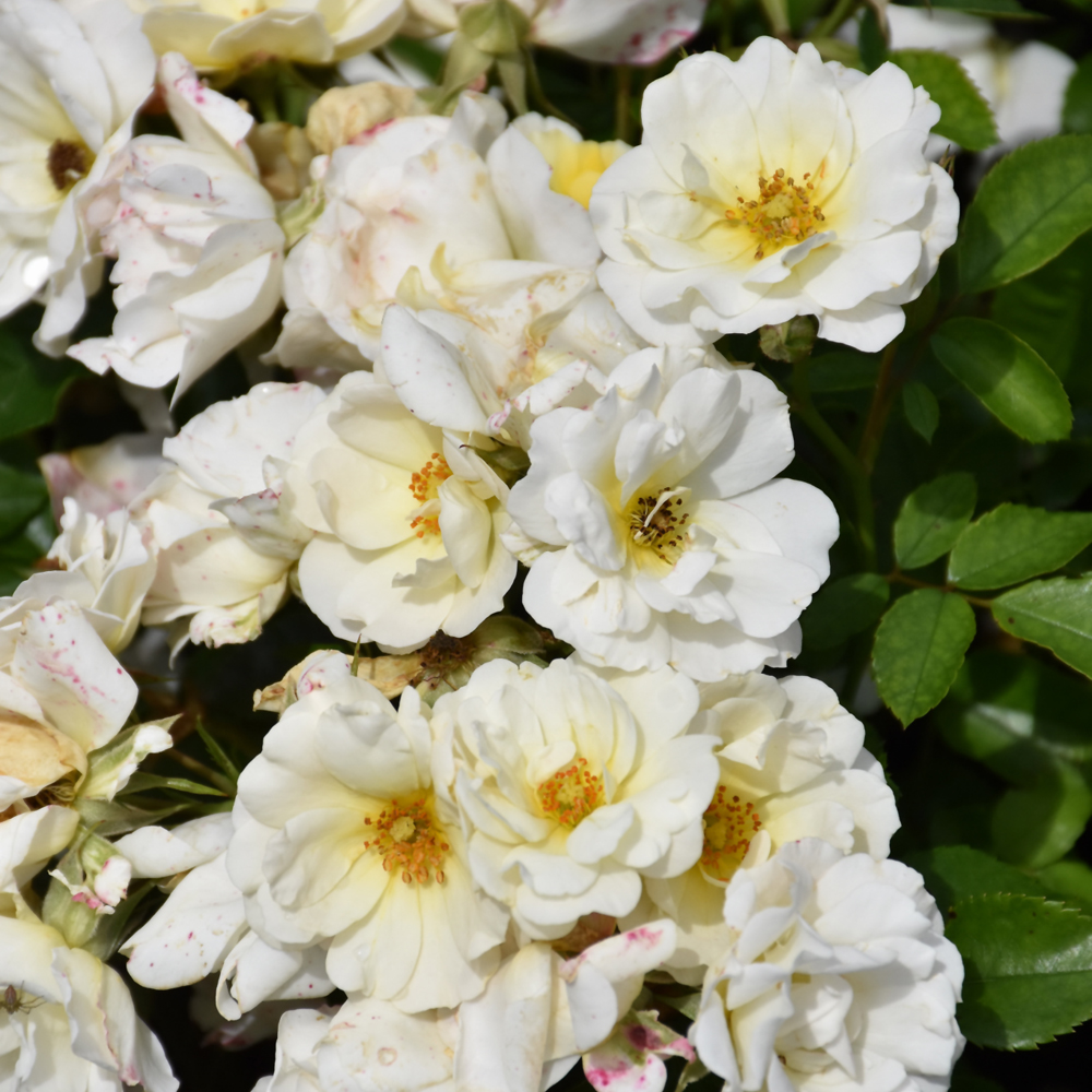 Drift? White Rose