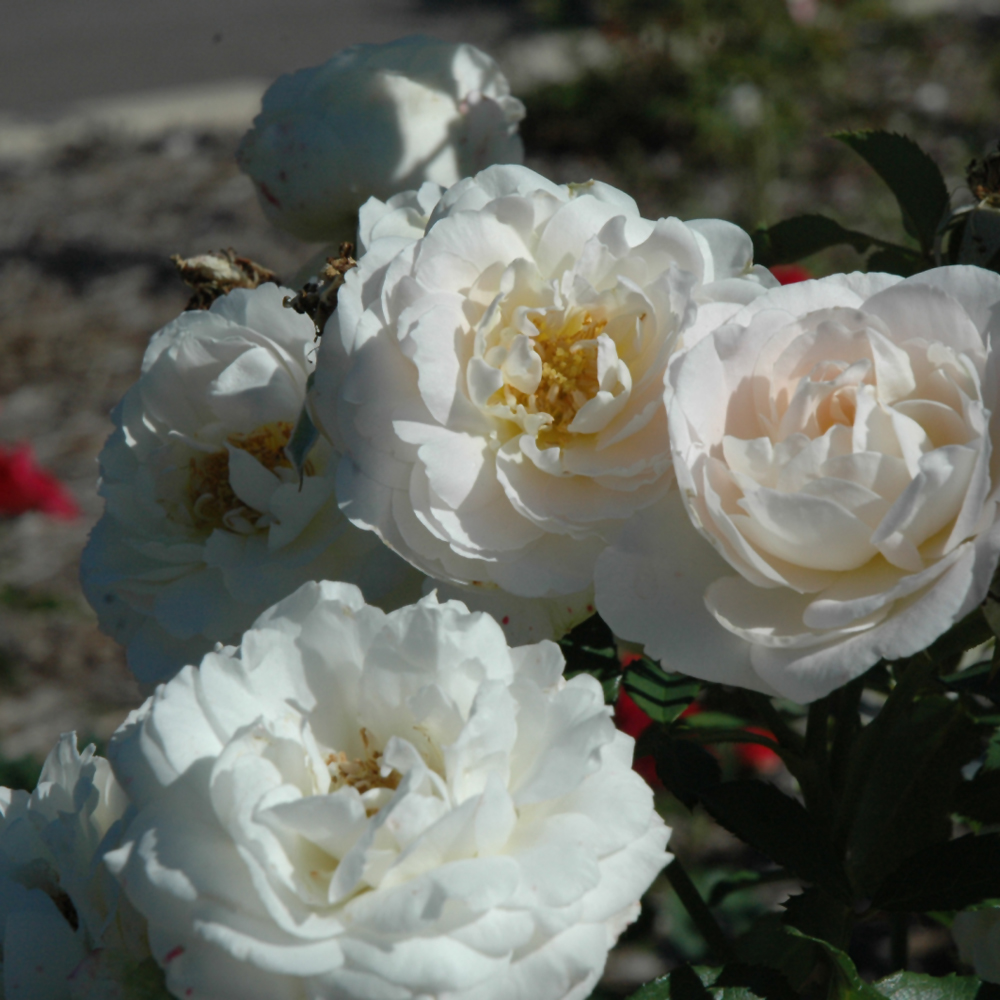 Drift White Rose