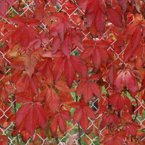 Engelman Ivy