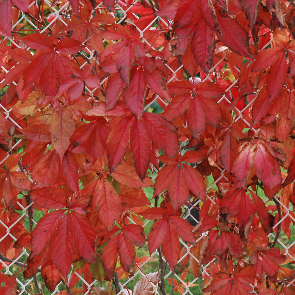 Engelman Ivy