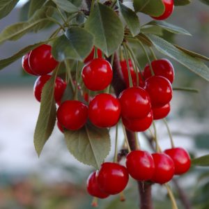 Evans Cherry