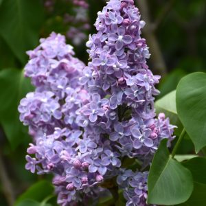 Primrose Lilac