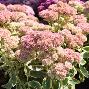 Frosted Fire Autumn Stonecrop