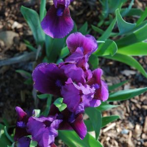 German Iris - Diabolique - Dk Purple