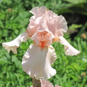 German Iris - Pink Attraction