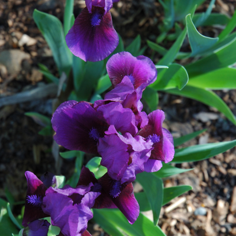 German Iris - Diabolique - Dk Purple