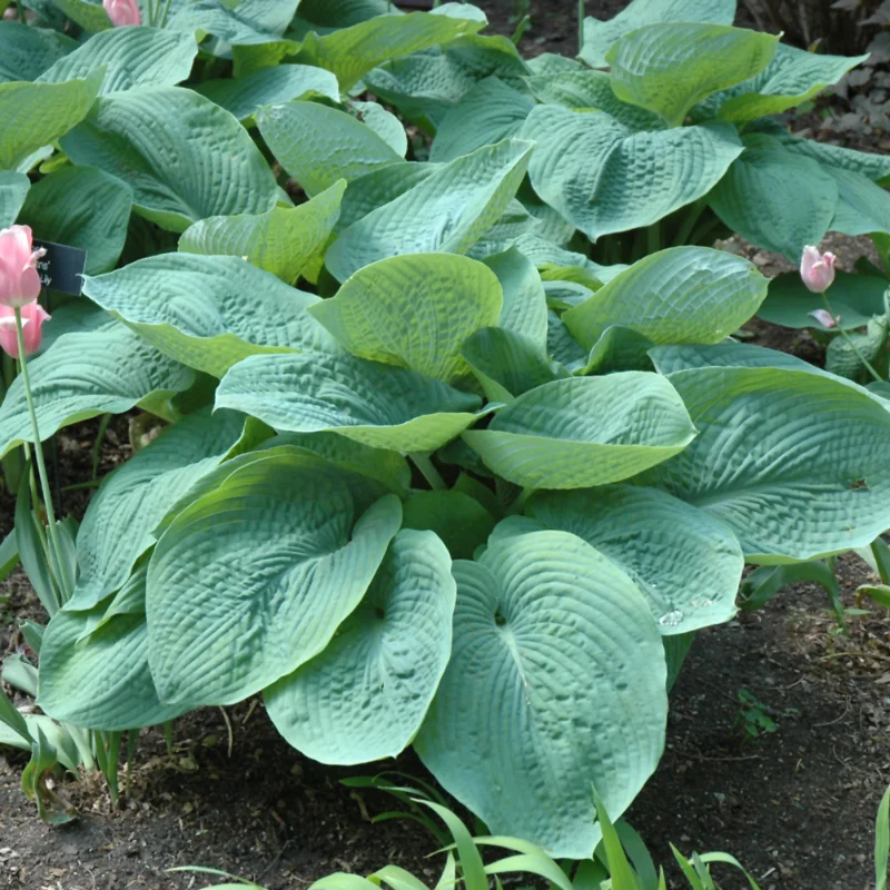 Hosta - Blue Elegans