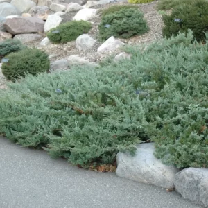 Juniper - Hughes