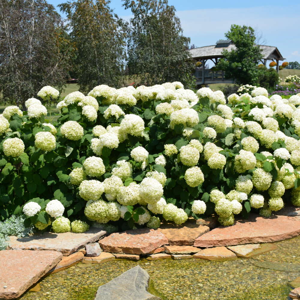 Hydrangea Incrediball - White