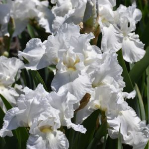 Immortality Bearded Iris