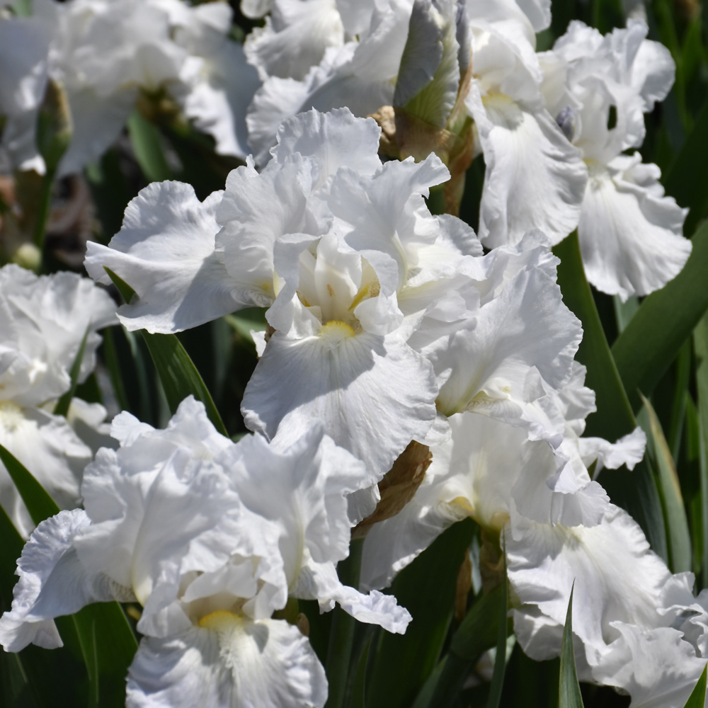 Immortality Bearded Iris