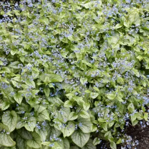 Jack Frost Heartleaf Brunnera