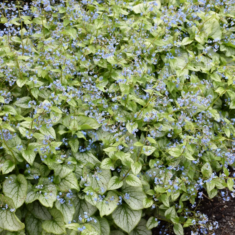 Jack Frost Heartleaf Brunnera