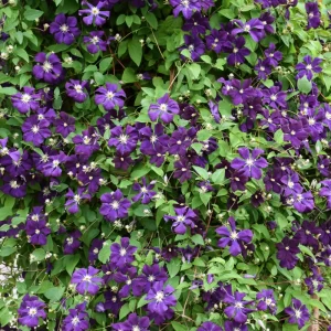 Jackmanii Superba Clematis (Purple)
