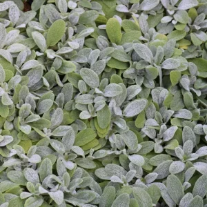 Little Lamb - Lamb's Ear