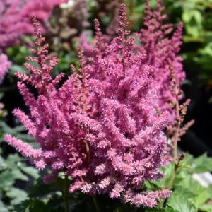 Little Vision in Pink Chinese Astilbe