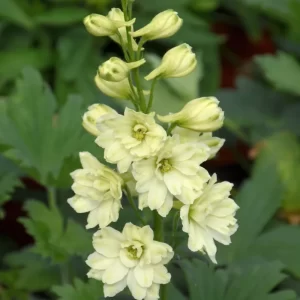 New Zealand Mini Stars Delphinium