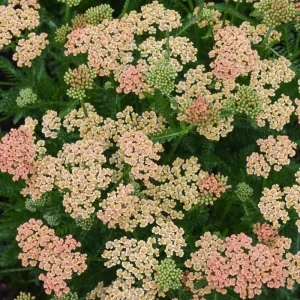 New Vintage Terracotta Yarrow