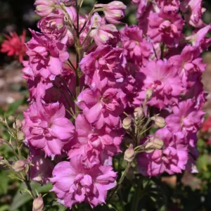 New Zealand Mini Pinks Delphinium